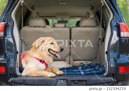 Golden Retriever Relaxing in Car Trunk on Blue Blanket, Ready for Adventure or Road Trip Golden Retriever Relaxing in Car Trunk on Blue Blanket, Ready for Adventure or Road Trip 132394259