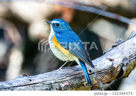 ルリビタキ 132394373