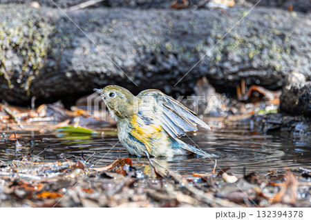 ルリビタキ 132394378