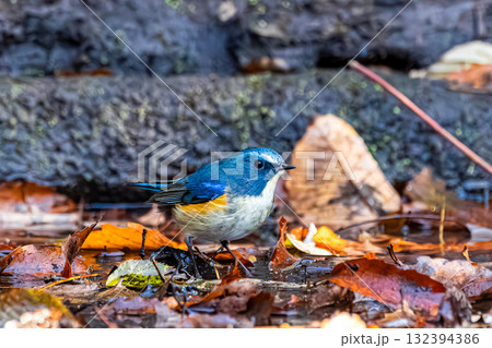 ルリビタキ 132394386