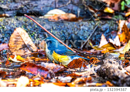 ルリビタキ 132394387