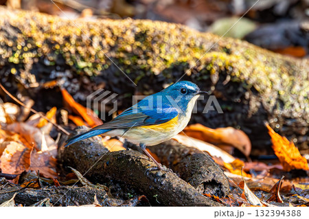 ルリビタキ ルリビタキ 132394388