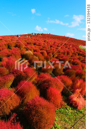 国営ひたち海浜公園のコキア 132394438