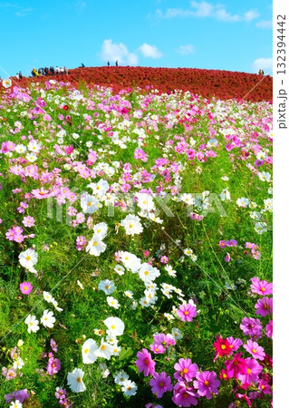 国営ひたち海浜公園のコキア 132394442