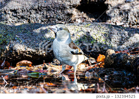 シメ シメ 132394525