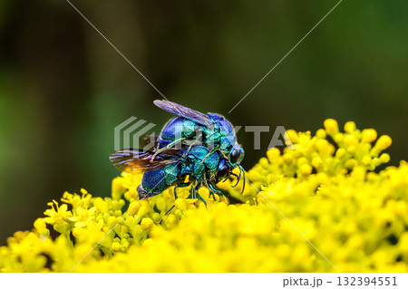 オオセイボウ 132394551