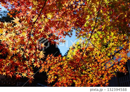 紅葉に降り注ぐ秋の日差し-七 132394588