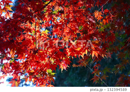 紅葉に降り注ぐ秋の日差しー八 132394589