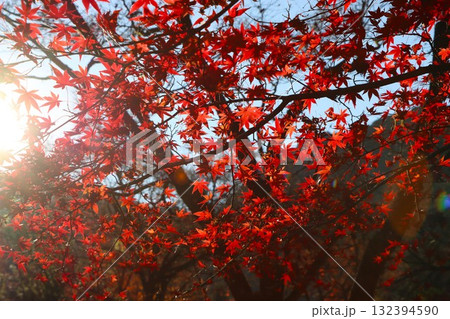 紅葉に降り注ぐ秋の日差しー九 132394590