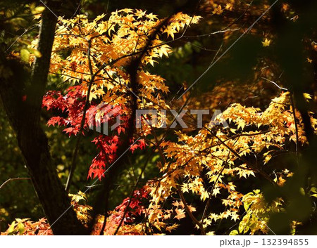 チミケップ湖の紅葉 132394855