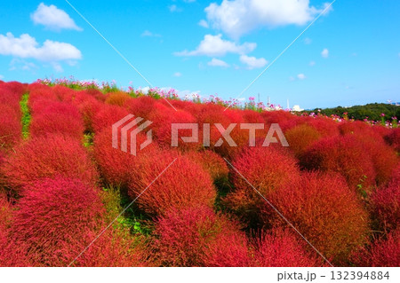 国営ひたち海浜公園のコキア 国営ひたち海浜公園のコキア 132394884
