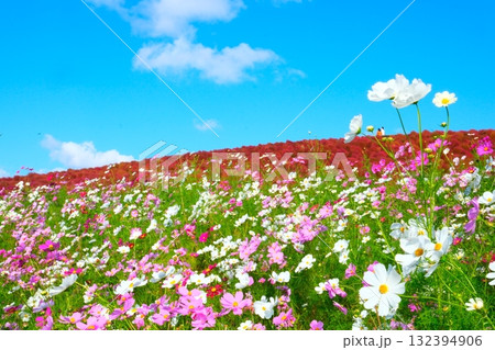 国営ひたち海浜公園のコキア 国営ひたち海浜公園のコキア 132394906