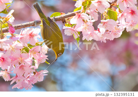 桜の花を食べるメジロ 132395131