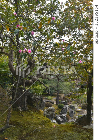 有楽椿の花 132395154