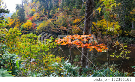 秋の尾瀬、草モミジの紅葉に包まれた尾瀬ヶ原と尾瀬沼トレッキング、群馬県,日本 132395165