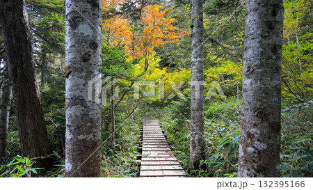 秋の尾瀬、草モミジの紅葉に包まれた尾瀬ヶ原と尾瀬沼トレッキング、群馬県,日本 132395166