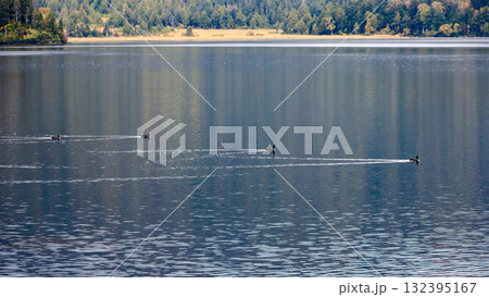 秋の尾瀬、草モミジの紅葉に包まれた尾瀬ヶ原と尾瀬沼トレッキング、群馬県,日本 132395167