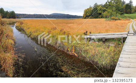 秋の尾瀬、草モミジの紅葉に包まれた尾瀬ヶ原と尾瀬沼トレッキング、群馬県,日本 132395173