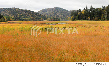 秋の尾瀬、草モミジの紅葉に包まれた尾瀬ヶ原と尾瀬沼トレッキング、群馬県,日本 132395174