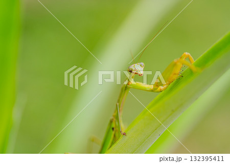 抱卵したカマキリ 抱卵したカマキリ 132395411