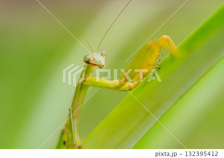 抱卵したカマキリ 132395412