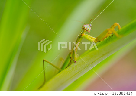 抱卵したカマキリ 抱卵したカマキリ 132395414