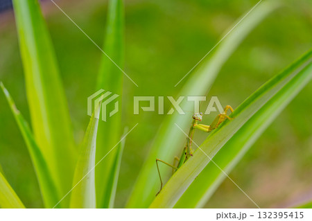 抱卵したカマキリ 132395415