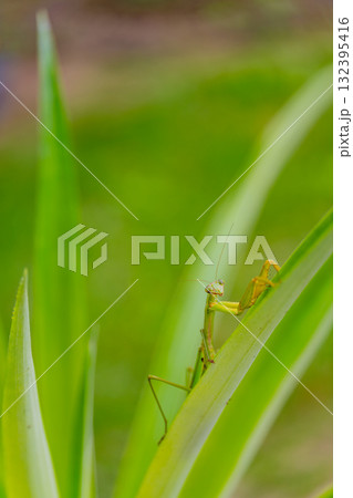 抱卵したカマキリ 抱卵したカマキリ 132395416