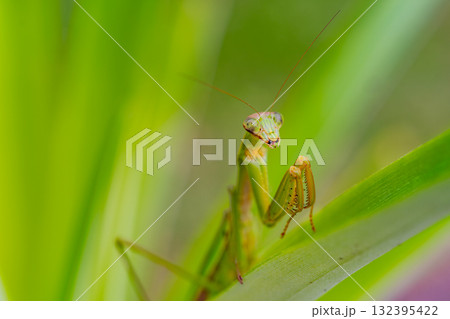抱卵したカマキリ 132395422