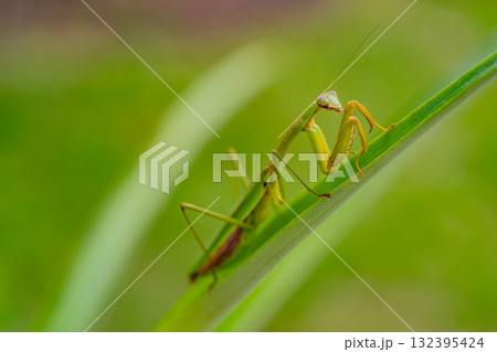 抱卵したカマキリ 132395424