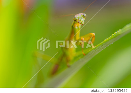 抱卵したカマキリ 抱卵したカマキリ 132395425