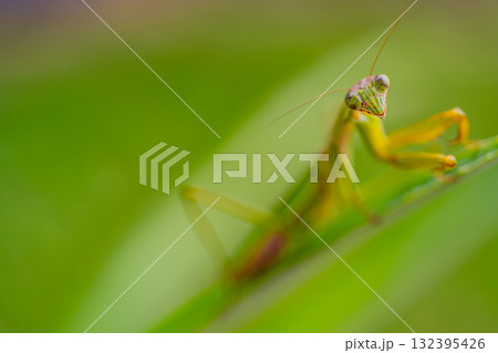 抱卵したカマキリ 132395426