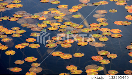 秋の尾瀬、草モミジの紅葉に包まれた尾瀬ヶ原と尾瀬沼トレッキング、群馬県,日本 132395440