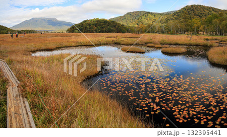 秋の尾瀬、草モミジの紅葉に包まれた尾瀬ヶ原と尾瀬沼トレッキング、群馬県,日本 秋の尾瀬、草モミジの紅葉に包まれた尾瀬ヶ原と尾瀬沼トレッキング、群馬県,日本 132395441