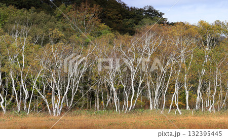 秋の尾瀬、草モミジの紅葉に包まれた尾瀬ヶ原と尾瀬沼トレッキング、群馬県,日本 132395445