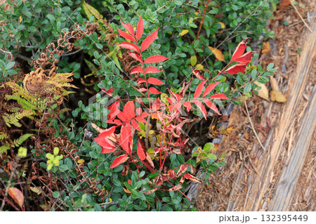 秋の尾瀬、草モミジの紅葉に包まれた尾瀬ヶ原と尾瀬沼トレッキング、群馬県,日本 132395449