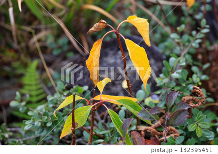 秋の尾瀬、草モミジの紅葉に包まれた尾瀬ヶ原と尾瀬沼トレッキング、群馬県,日本 132395451