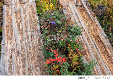 秋の尾瀬、草モミジの紅葉に包まれた尾瀬ヶ原と尾瀬沼トレッキング、群馬県,日本 132395452