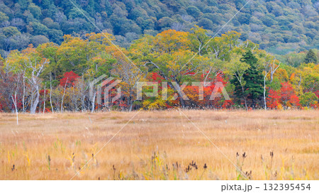 秋の尾瀬、草モミジの紅葉に包まれた尾瀬ヶ原と尾瀬沼トレッキング、群馬県,日本 秋の尾瀬、草モミジの紅葉に包まれた尾瀬ヶ原と尾瀬沼トレッキング、群馬県,日本 132395454