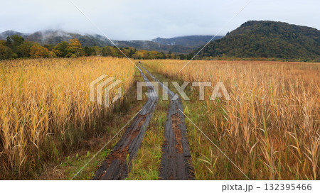 秋の尾瀬、草モミジの紅葉に包まれた尾瀬ヶ原と尾瀬沼トレッキング、群馬県,日本 132395466