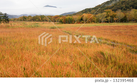 秋の尾瀬、草モミジの紅葉に包まれた尾瀬ヶ原と尾瀬沼トレッキング、群馬県,日本 132395468