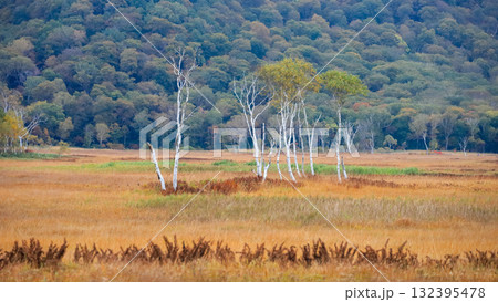 秋の尾瀬、草モミジの紅葉に包まれた尾瀬ヶ原と尾瀬沼トレッキング、群馬県,日本 132395478