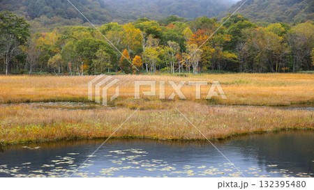 秋の尾瀬、草モミジの紅葉に包まれた尾瀬ヶ原と尾瀬沼トレッキング、群馬県,日本 132395480