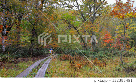 秋の尾瀬、草モミジの紅葉に包まれた尾瀬ヶ原と尾瀬沼トレッキング、群馬県,日本 132395481