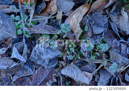 早春の霜原風景 132395684