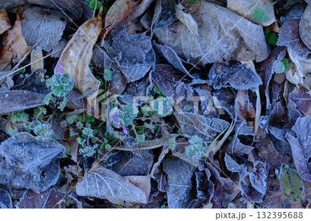 早春の霜原風景 132395688