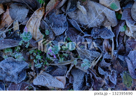 早春の霜原風景 早春の霜原風景 132395690