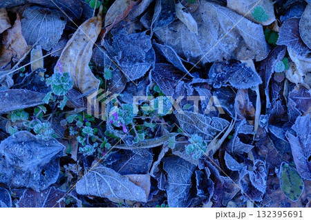 早春の霜原風景 132395691