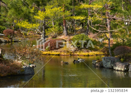 池のある等持院の庭園 132395834