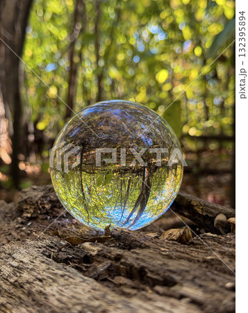 Forest Reflected in Glass Sphere on Fallen Log in Autumn 132395894